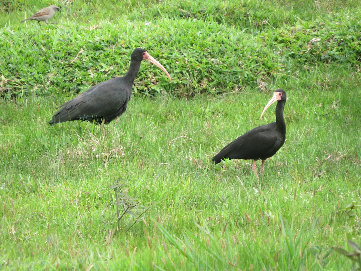 ibis tmavý - ML626166296