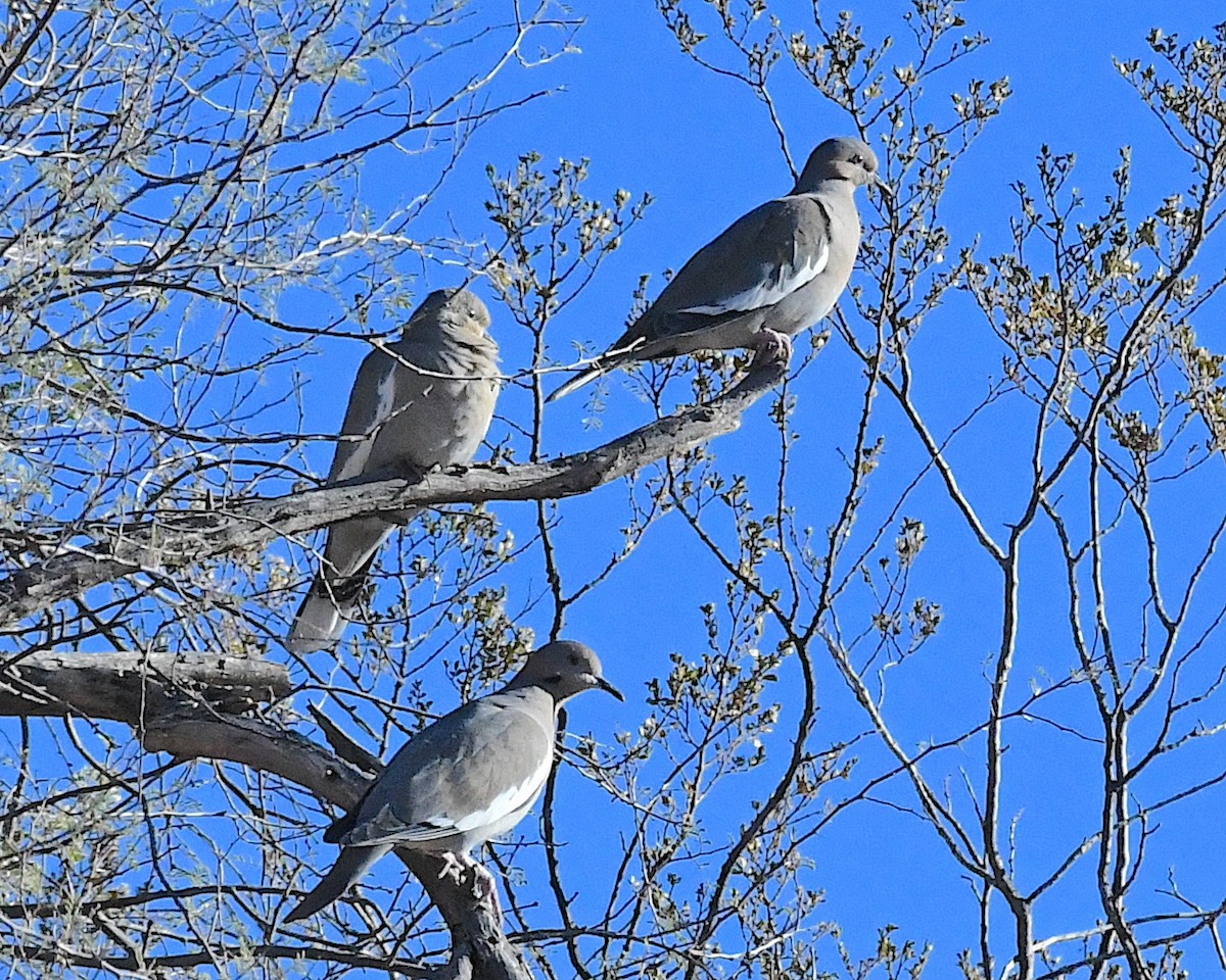 White-winged Dove - ML626166324