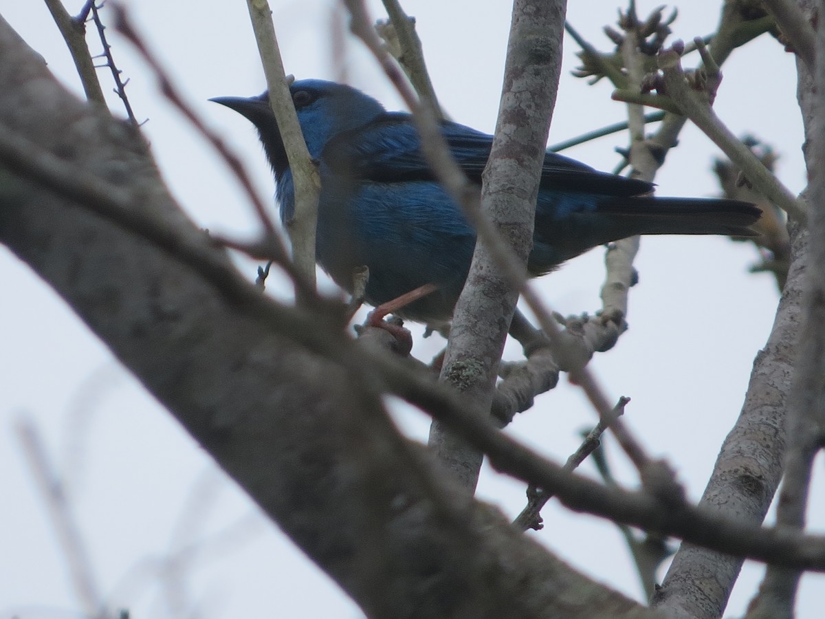 Blue Dacnis - ML626166329