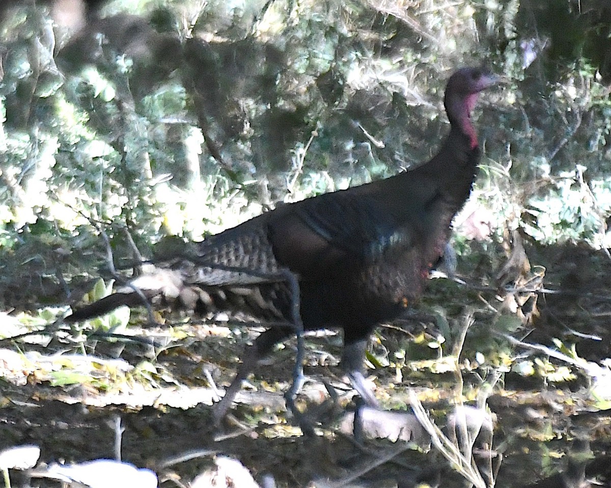 Wild Turkey - ML626166347