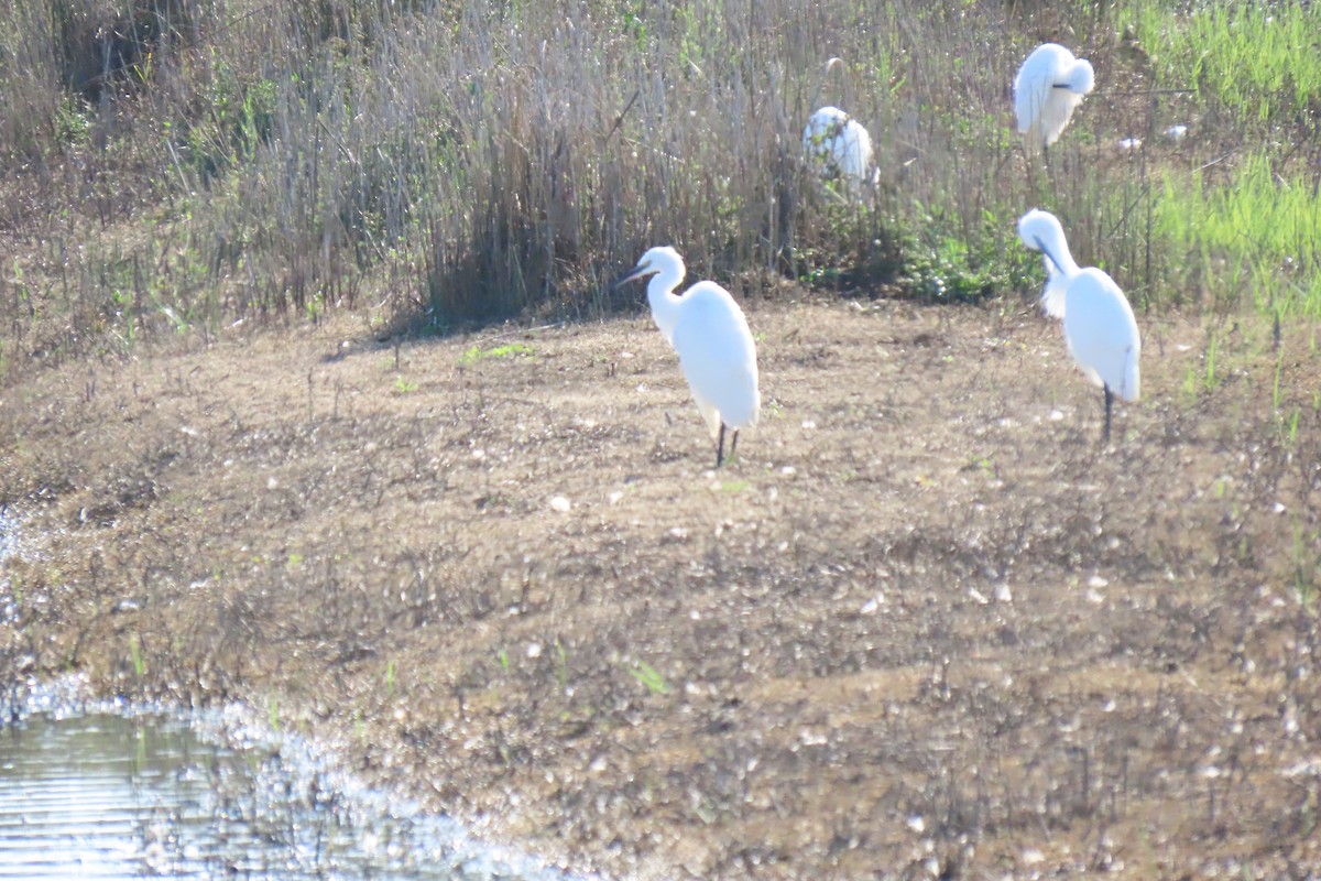 Little Egret - ML626166359