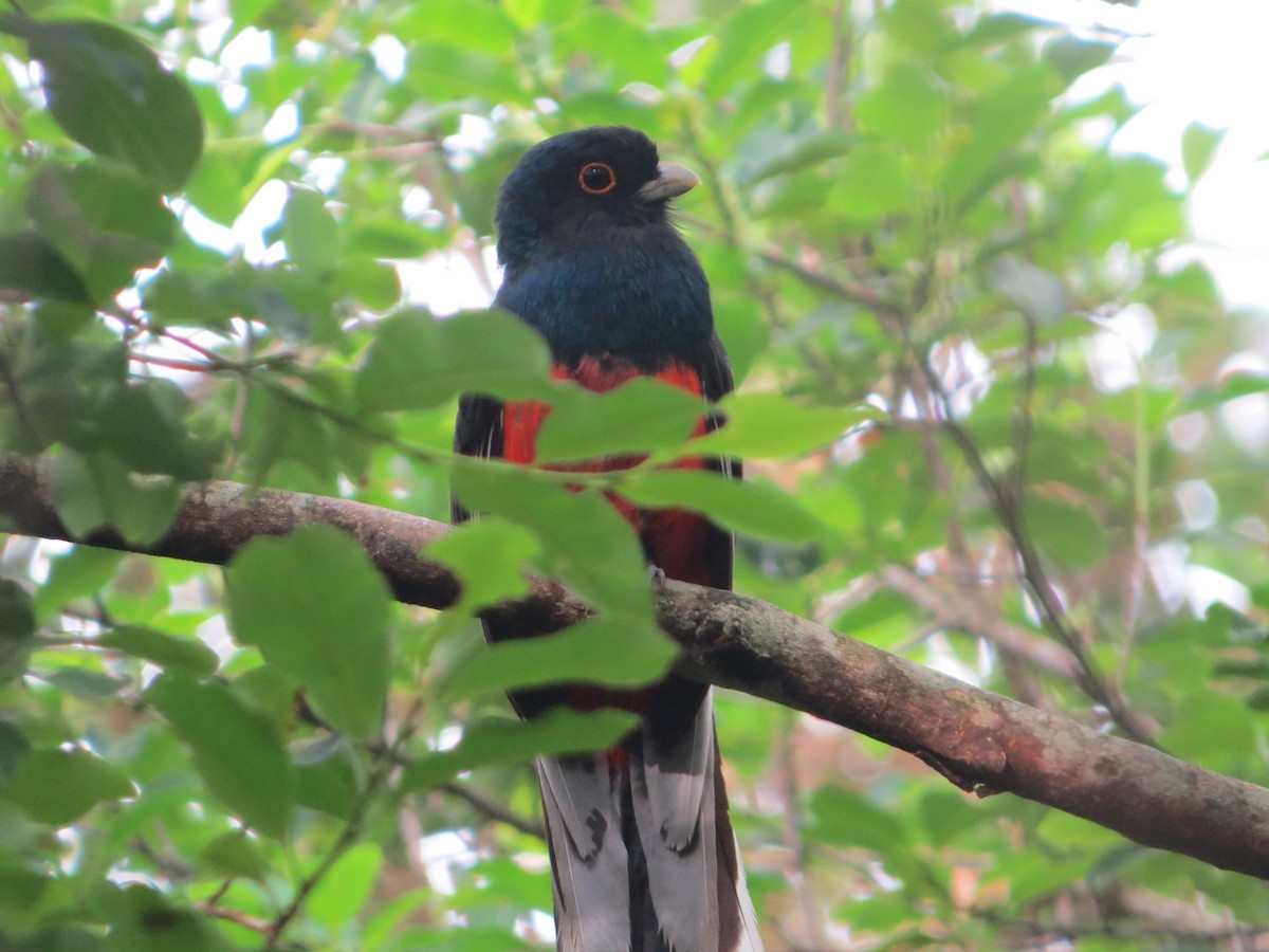 trogon surucua - ML626166368
