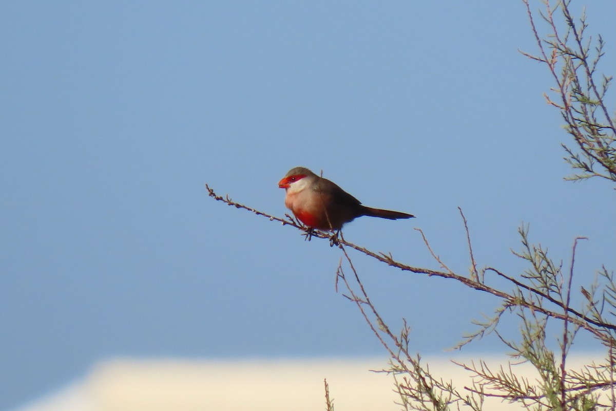 Common Waxbill - ML626166376