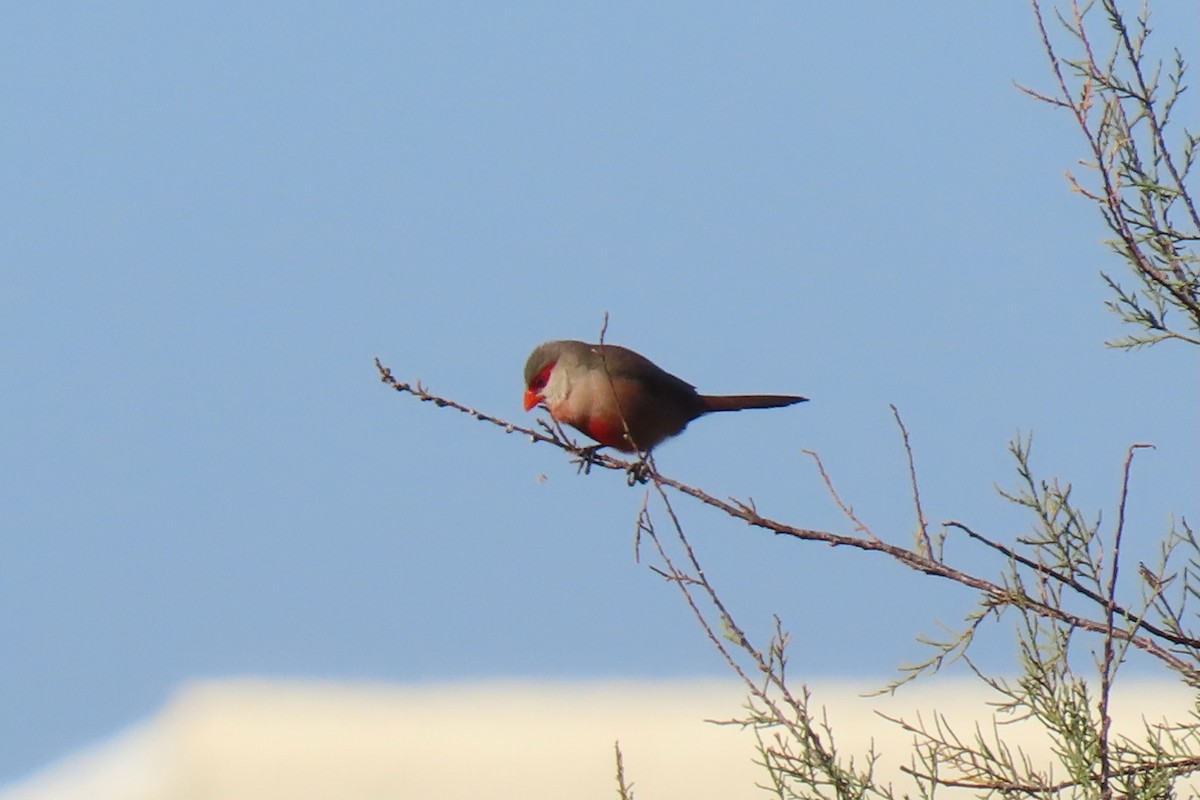 Common Waxbill - ML626166379