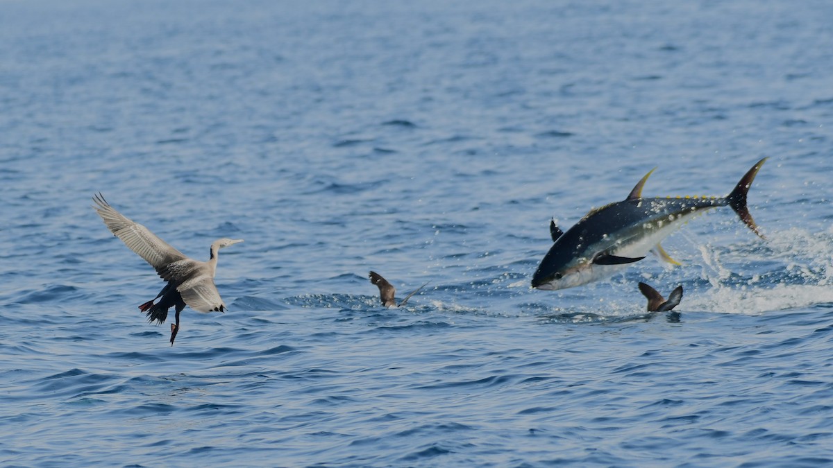 Socotra Cormorant - ML626166509