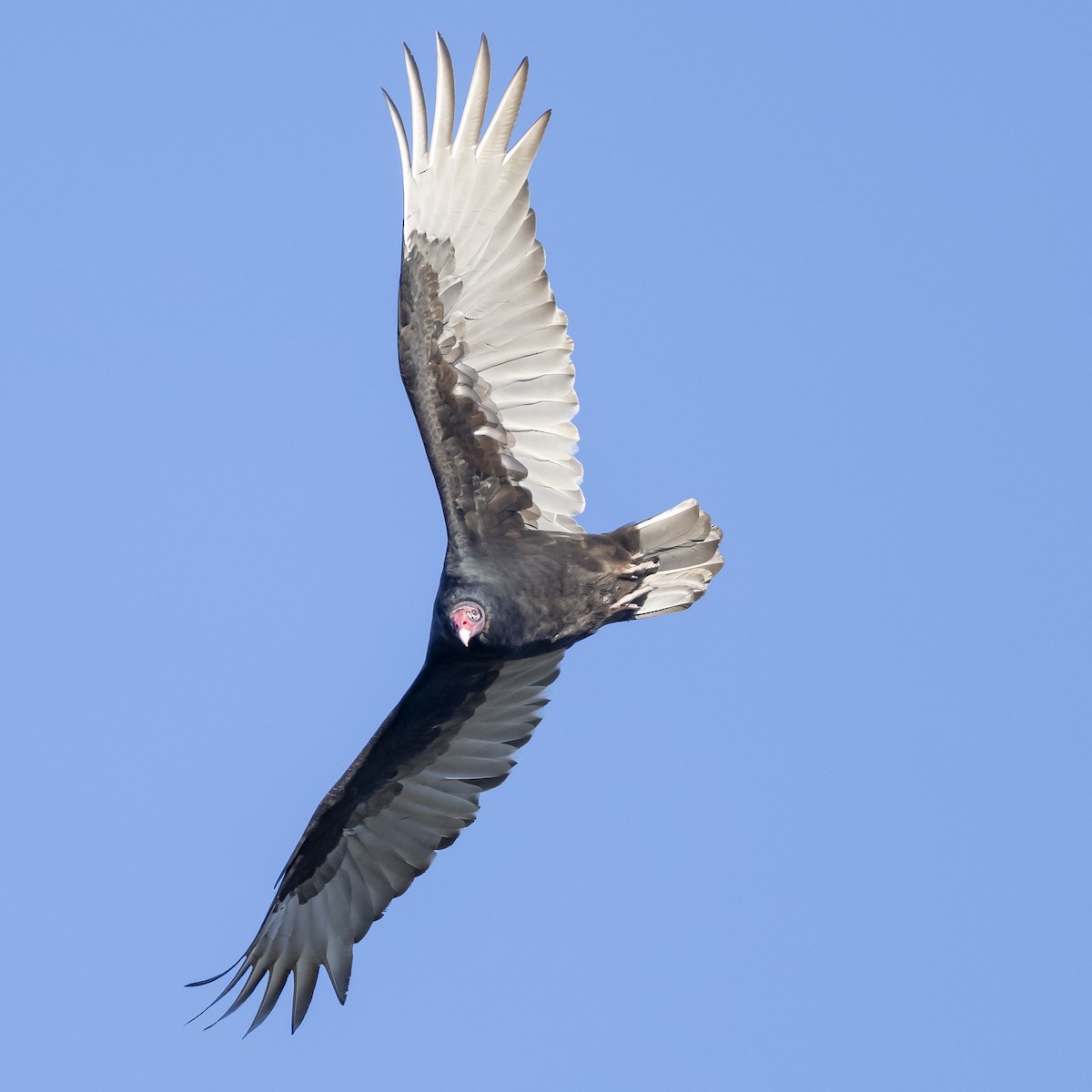Turkey Vulture - ML626166540