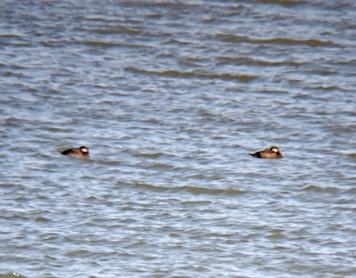 Black Scoter - ML626166551