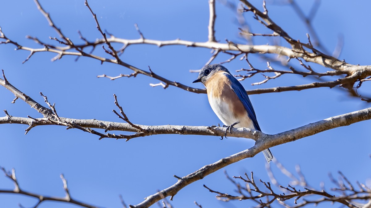 Eastern Bluebird - ML626166555