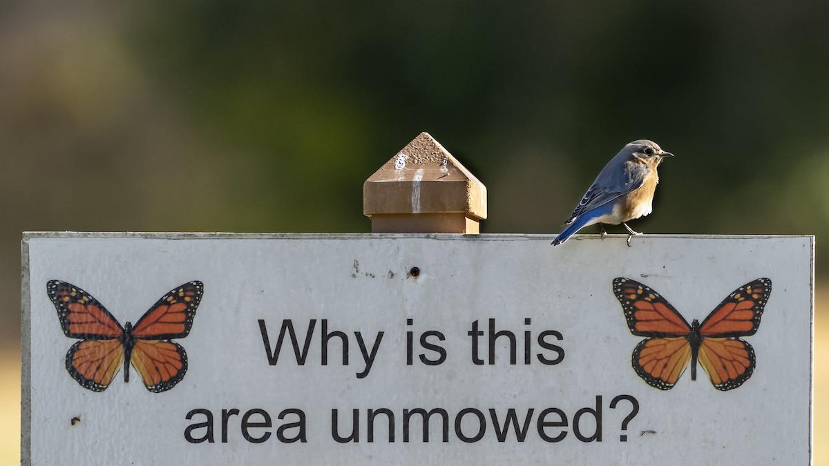 Eastern Bluebird - ML626166558