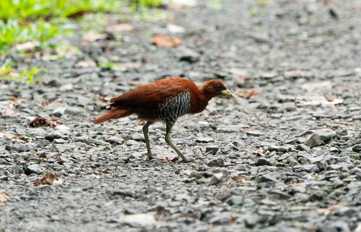 Andaman Crake - ML626166561