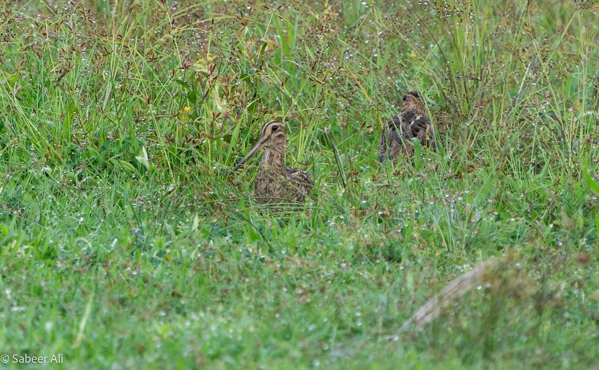 Pin-tailed Snipe - ML626166574