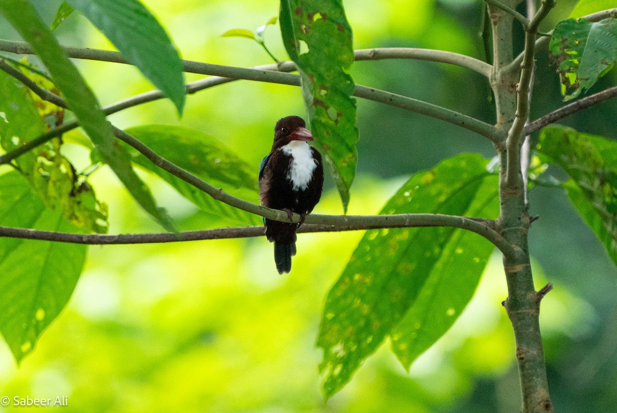 White-throated Kingfisher - ML626166576