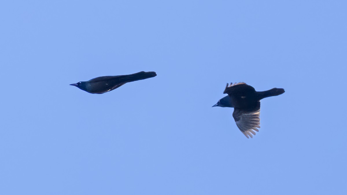Common Grackle - ML626166579