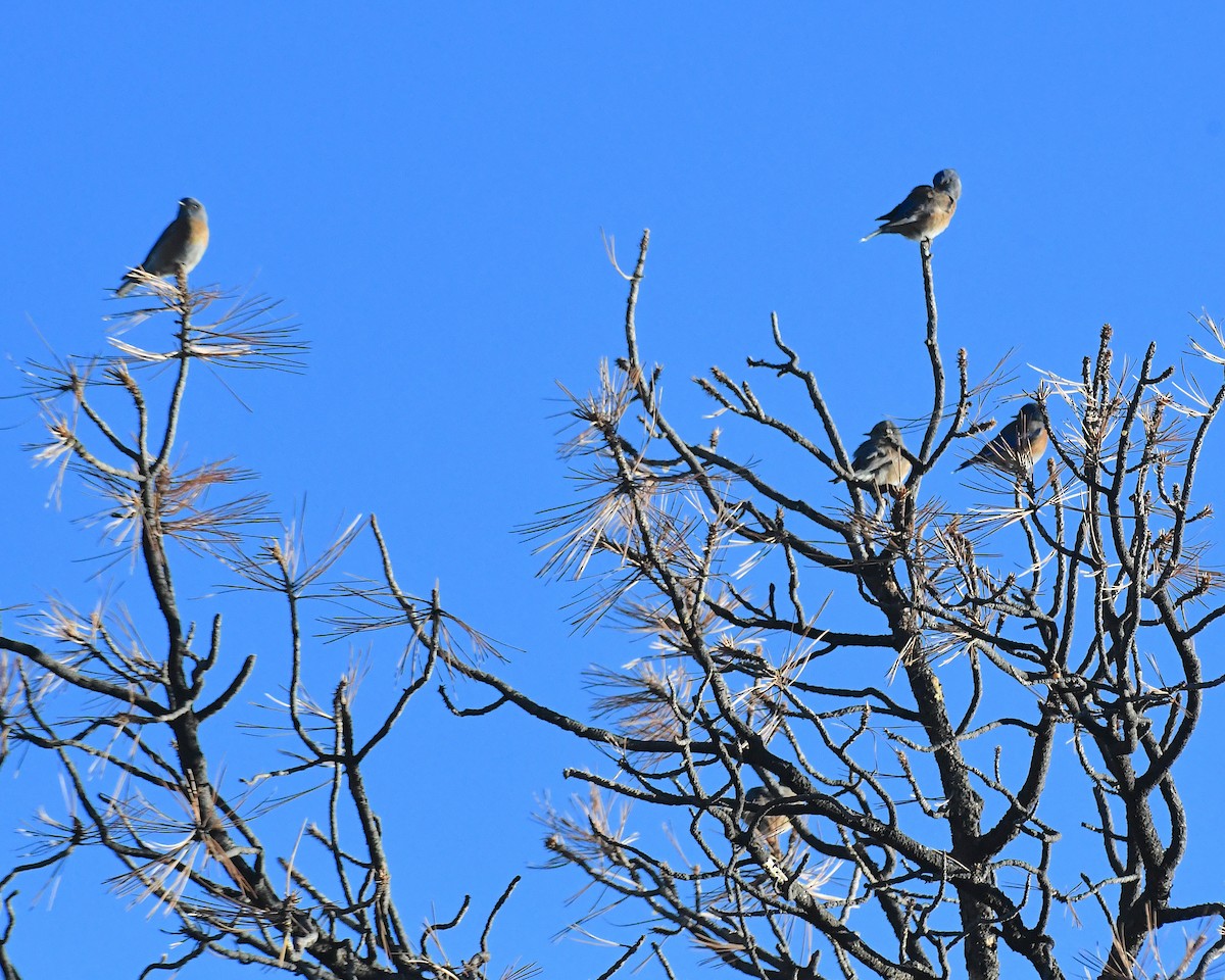 Western Bluebird - ML626166676