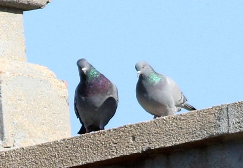 Pigeon biset (forme domestique) - ML626166677