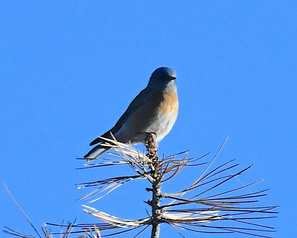 Western Bluebird - ML626166691