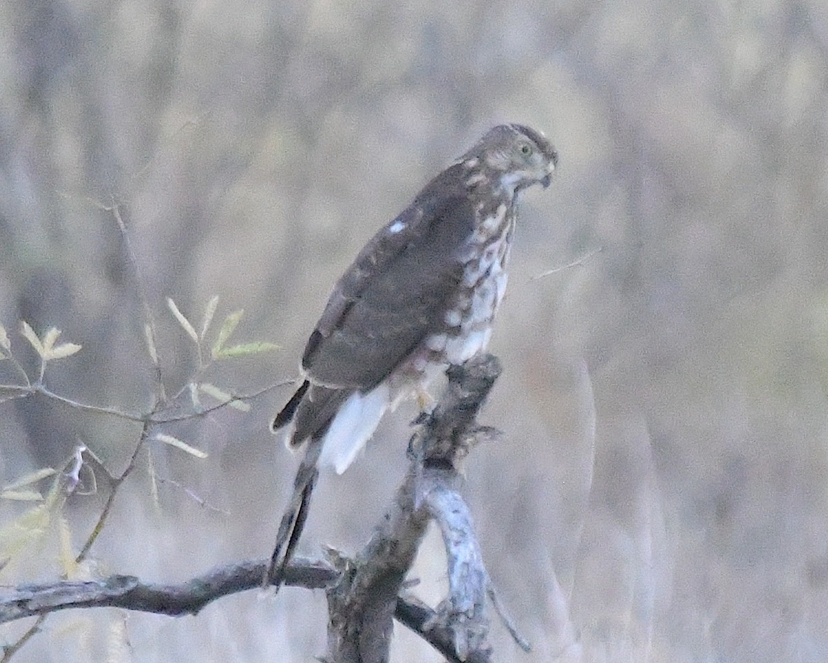 Cooper's Hawk - ML626166764