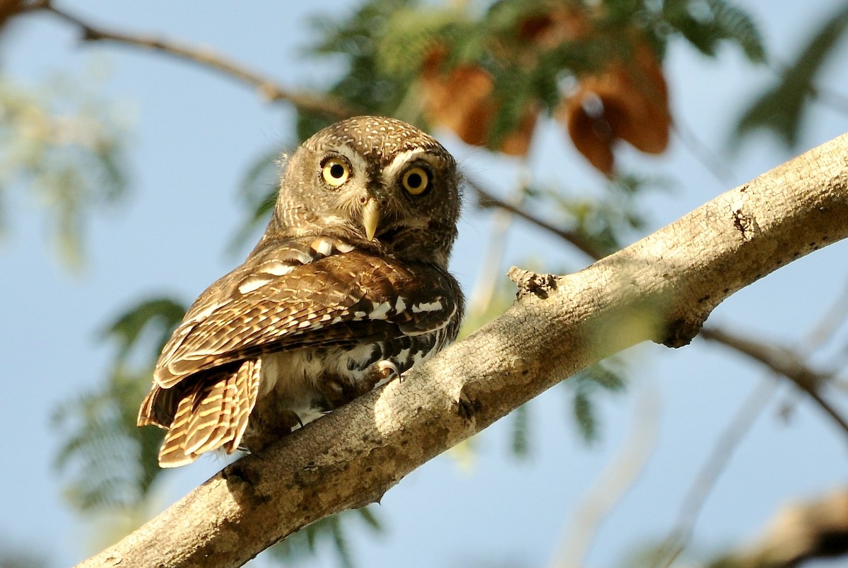 African Barred Owlet - ML626166765