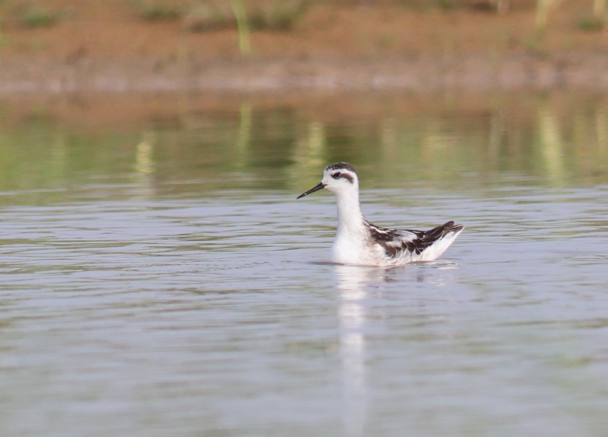 Red-necked Phalarope - ML626167007