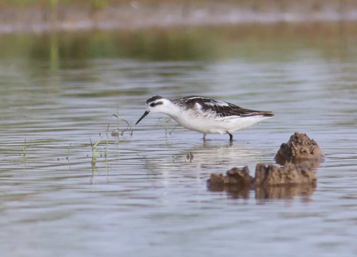 Red-necked Phalarope - ML626167008