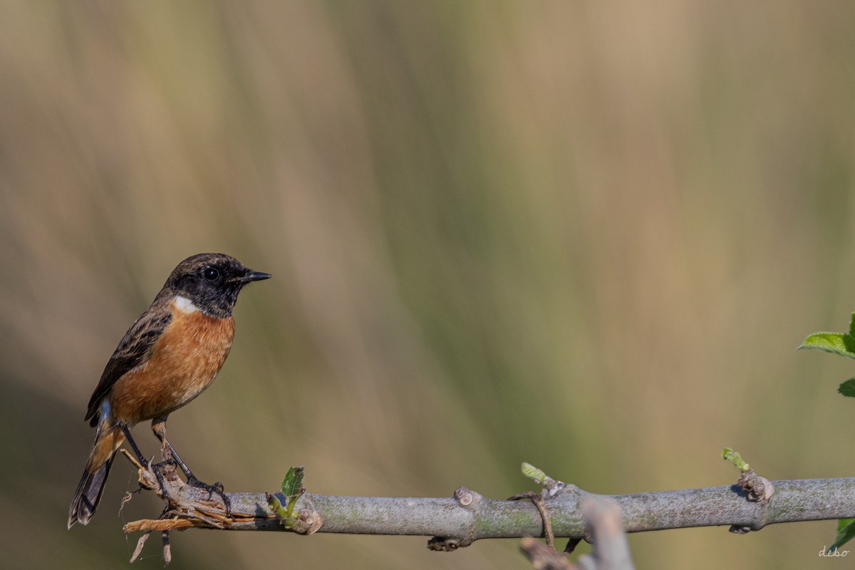 Siberian Stonechat (Przevalski's) - ML626167089