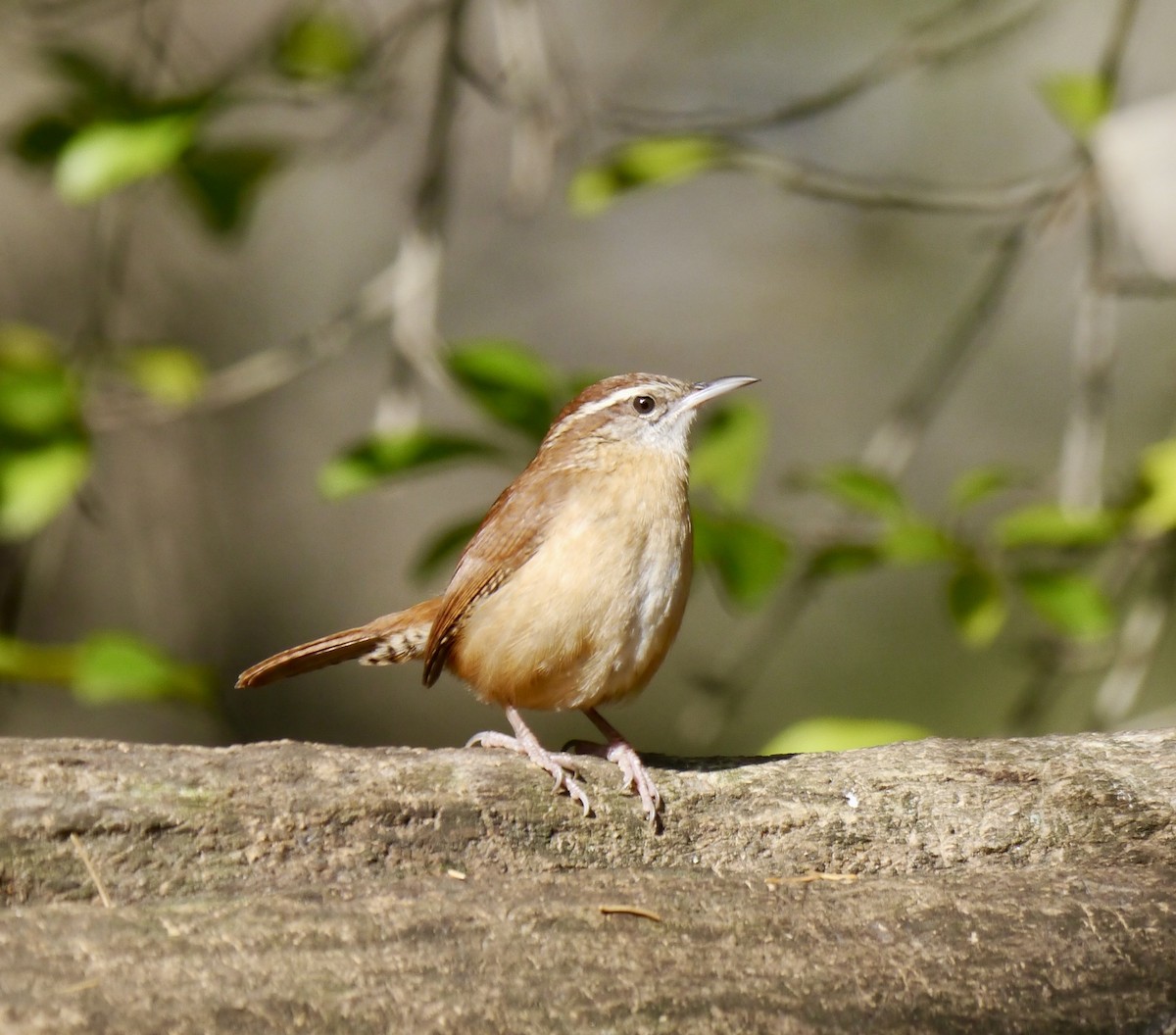 Carolina Wren - ML626167262