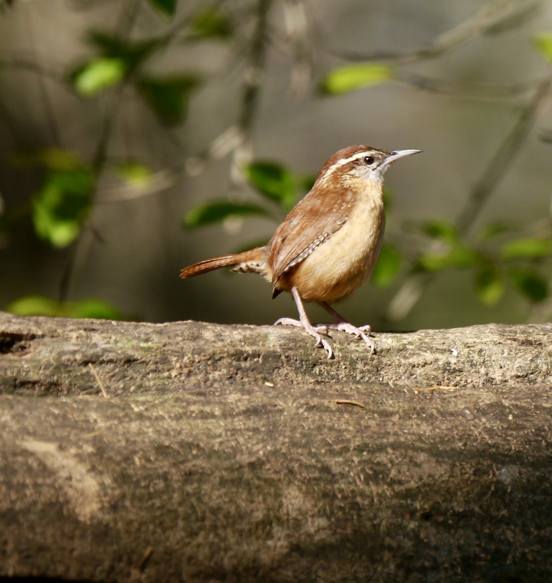 Carolina Wren - ML626167263