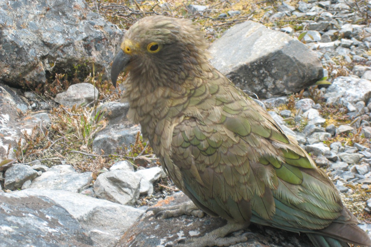 Кеа - ML626167382