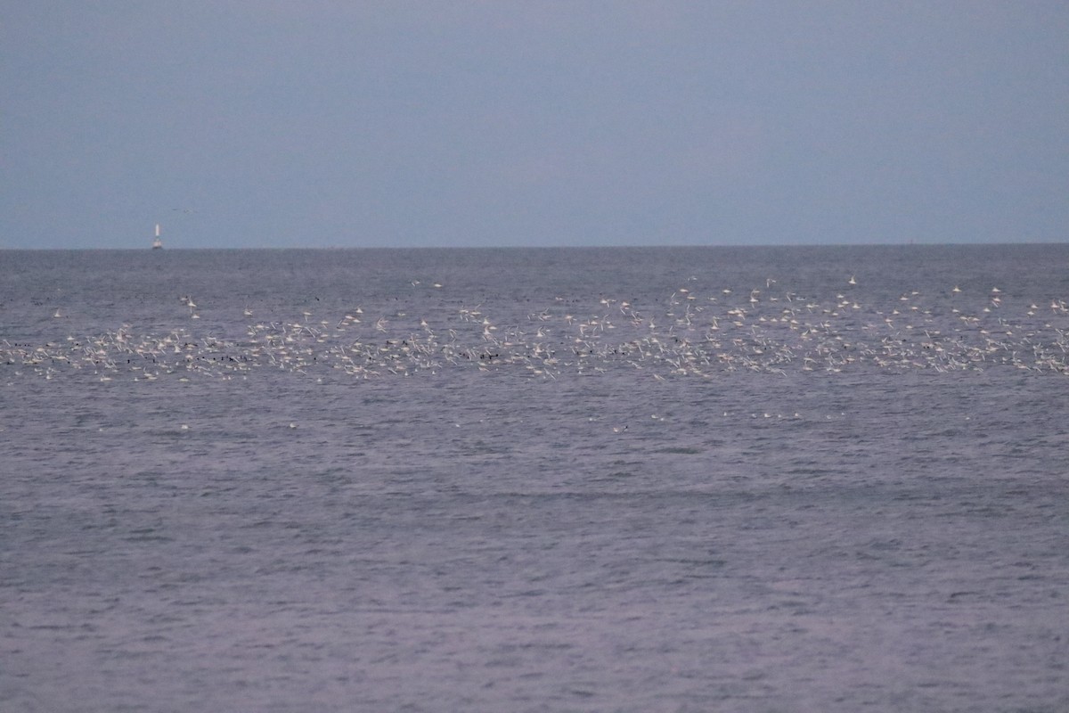 Bonaparte's Gull - ML626167549
