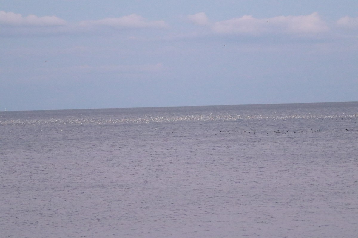 Bonaparte's Gull - ML626167551