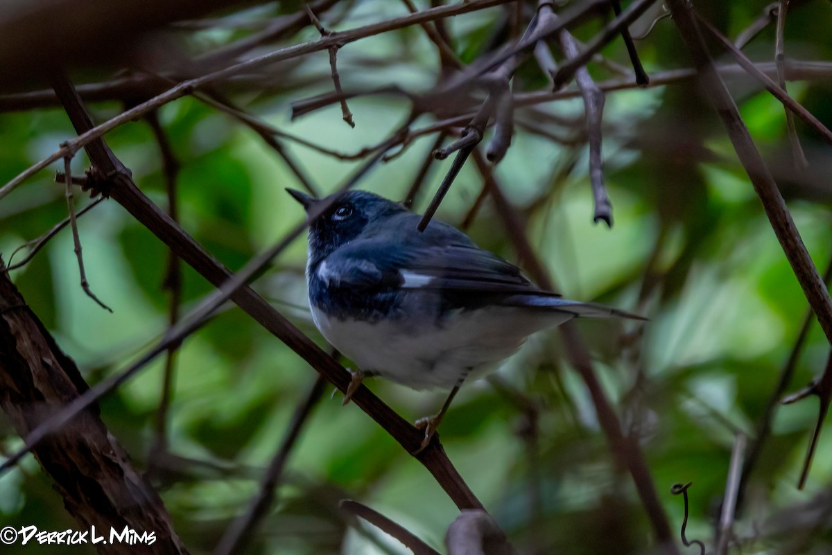Black-throated Blue Warbler - ML626167643