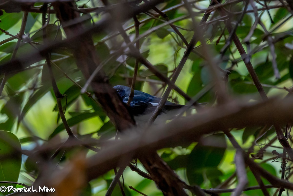 Black-throated Blue Warbler - ML626167644