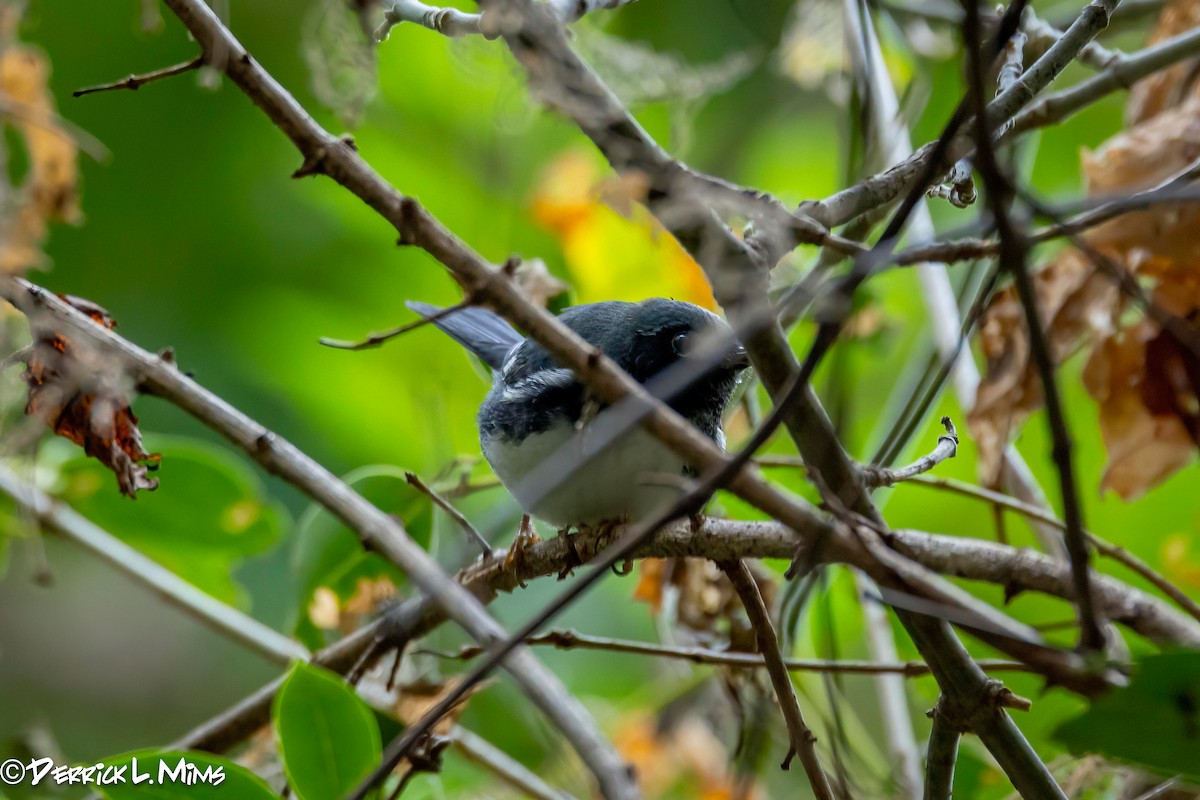 Black-throated Blue Warbler - ML626167645