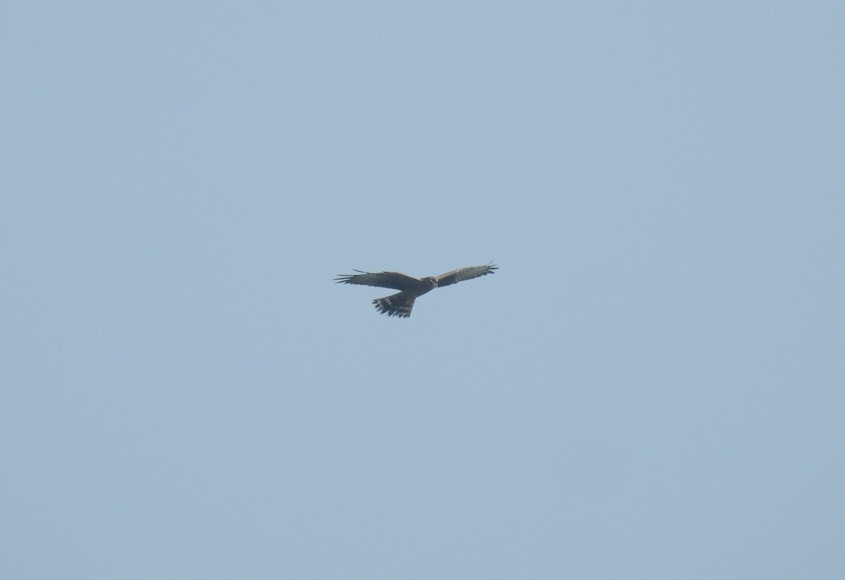 Montagu's Harrier - ML626167795
