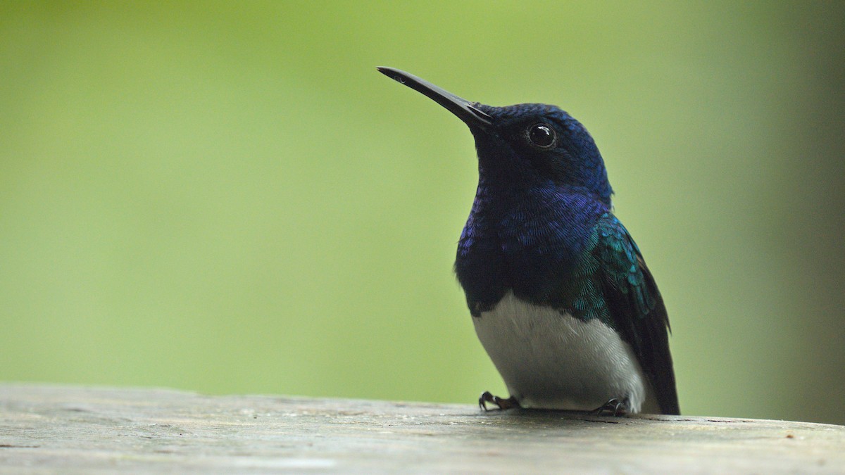 White-necked Jacobin - ML626168263