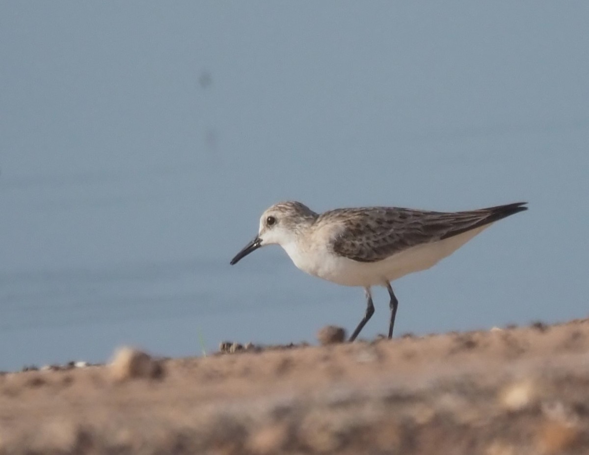 Red-necked Stint - ML626168312