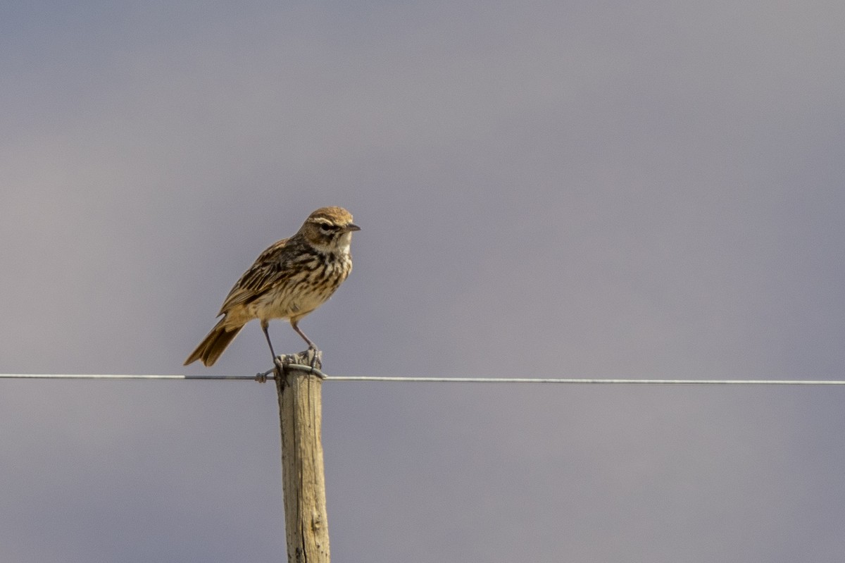 Karoo Lark - ML626168327