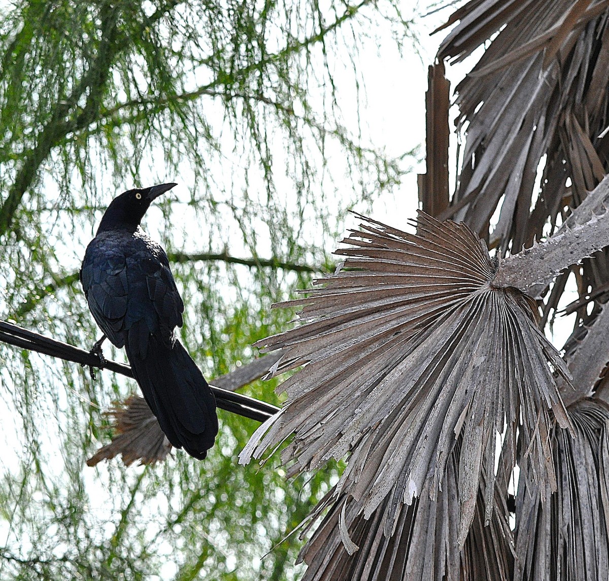 Great-tailed Grackle - ML626168339