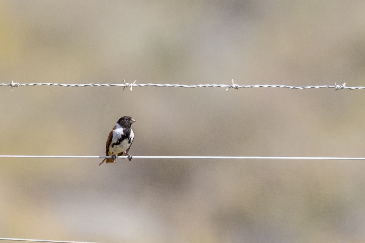 Black-headed Canary - ML626168346