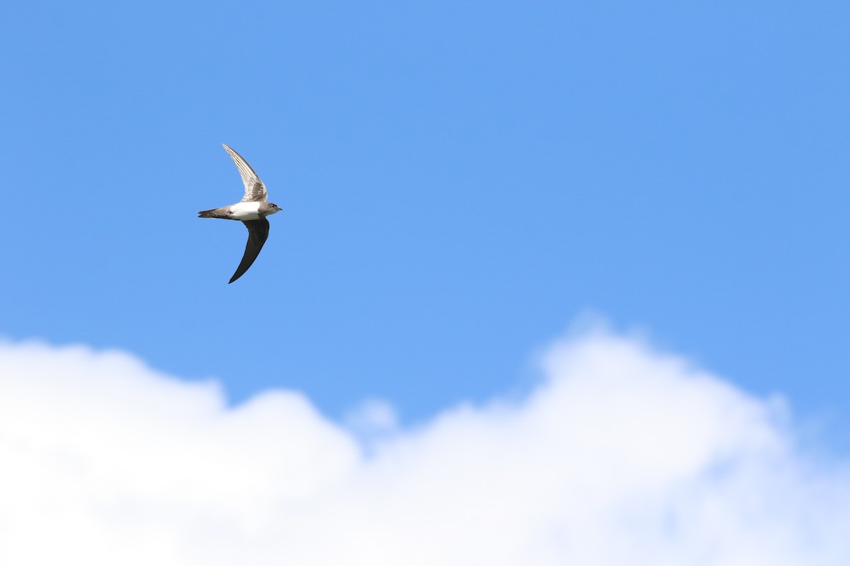 Alpine Swift - ML626168496