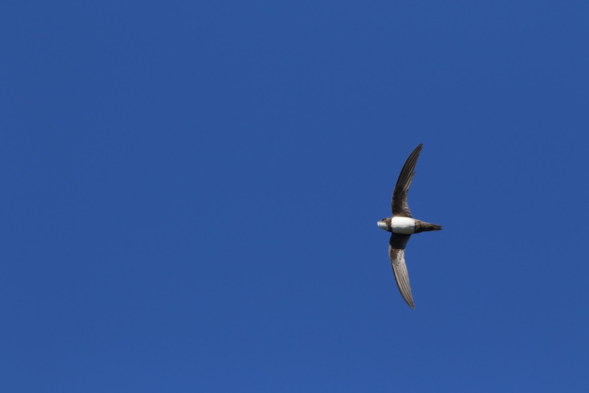 Alpine Swift - ML626168497