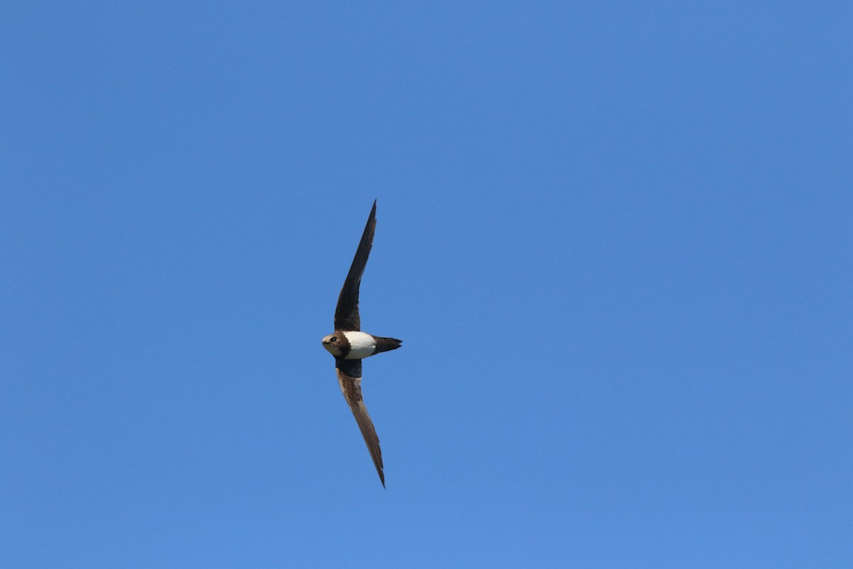Alpine Swift - ML626168498