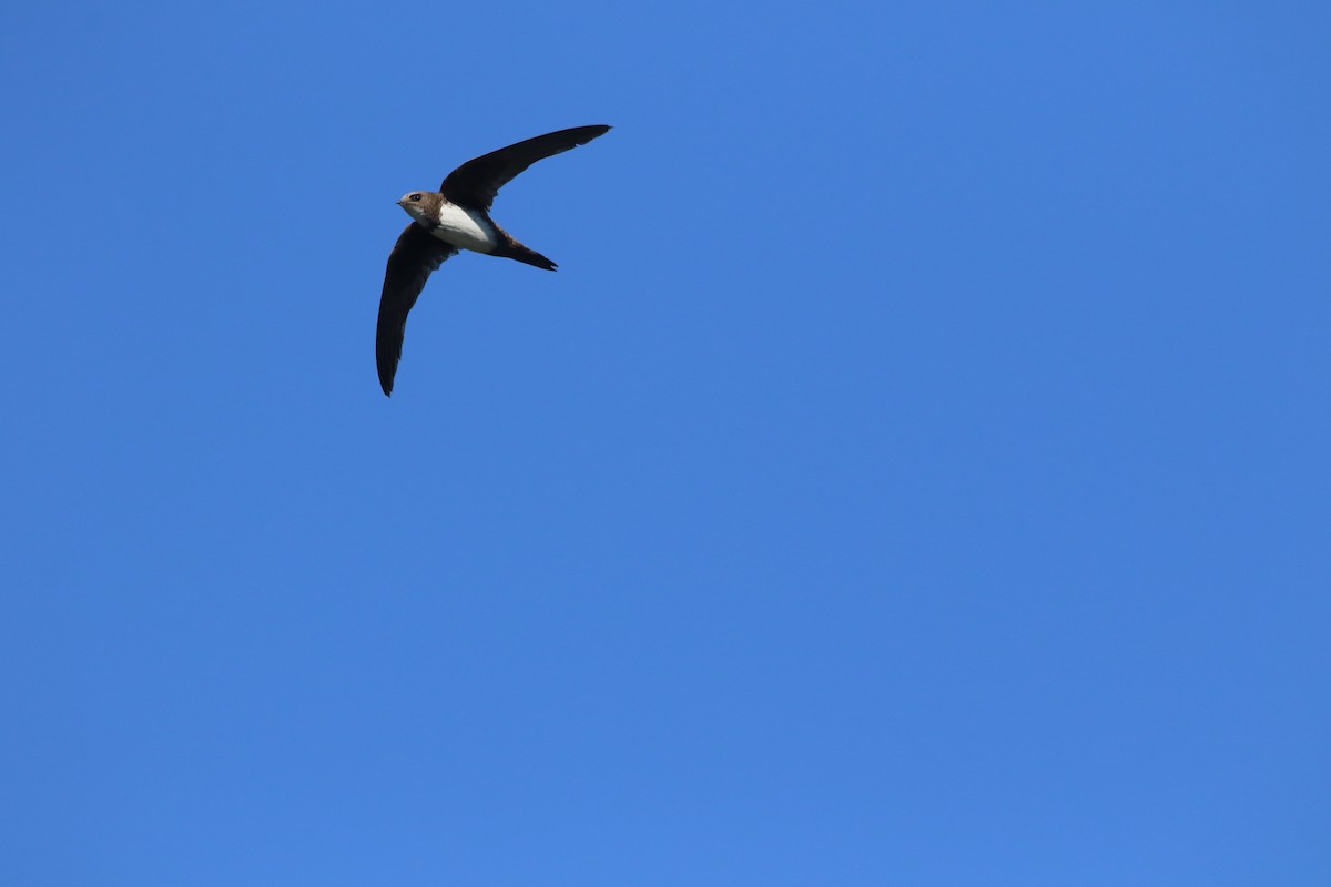 Alpine Swift - ML626168499