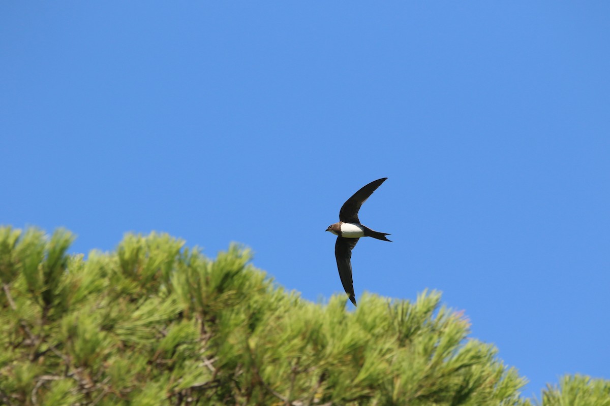 Alpine Swift - ML626168500