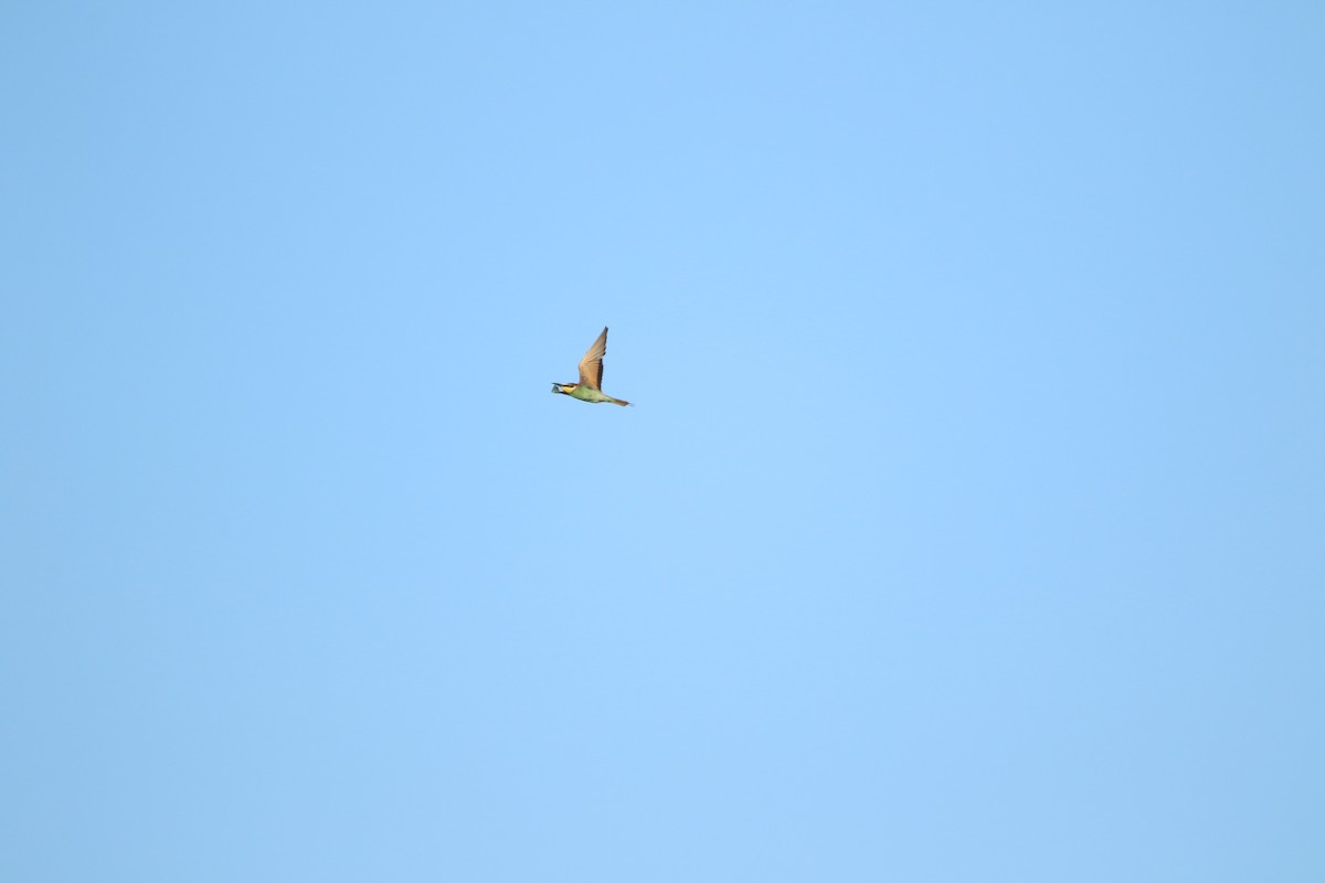 Шарга зөгийч - ML626168515