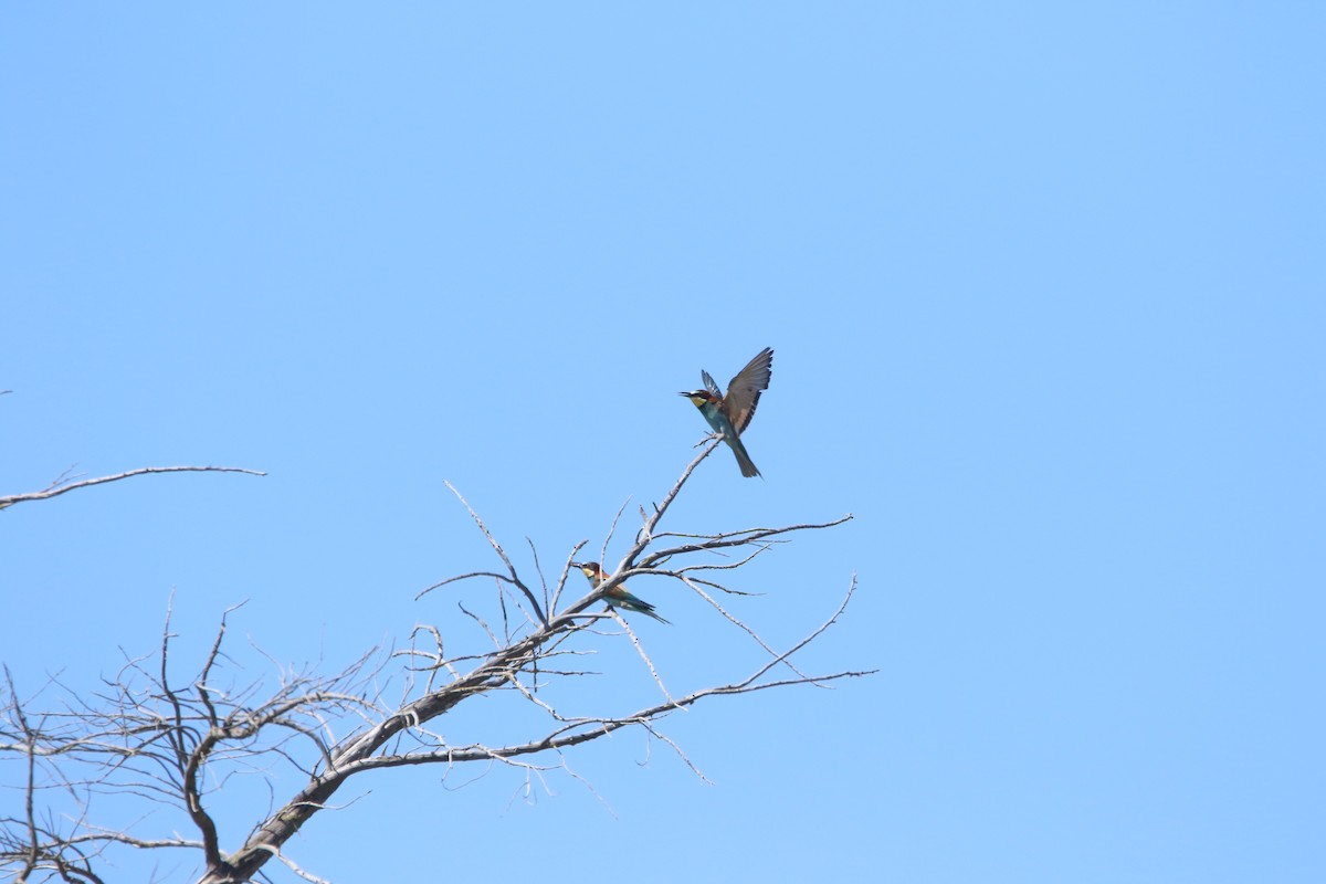 Шарга зөгийч - ML626168516