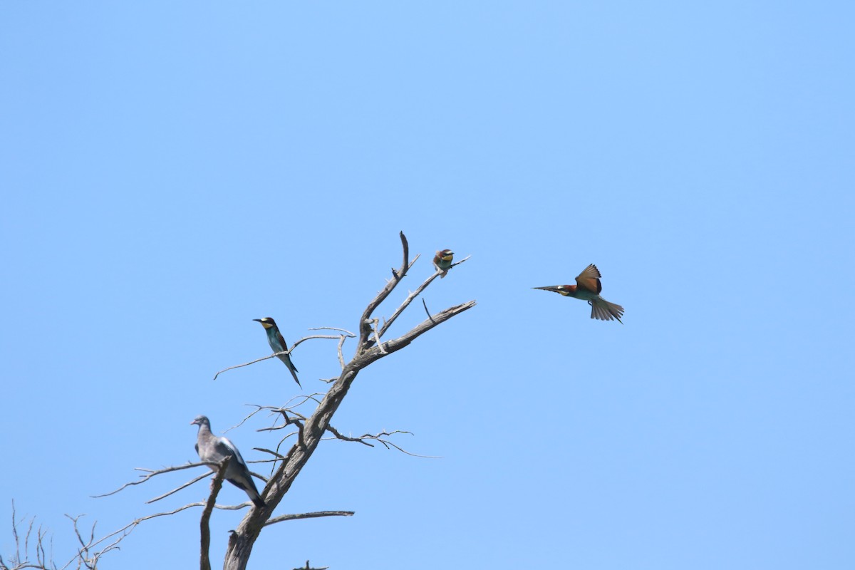 Шарга зөгийч - ML626168517