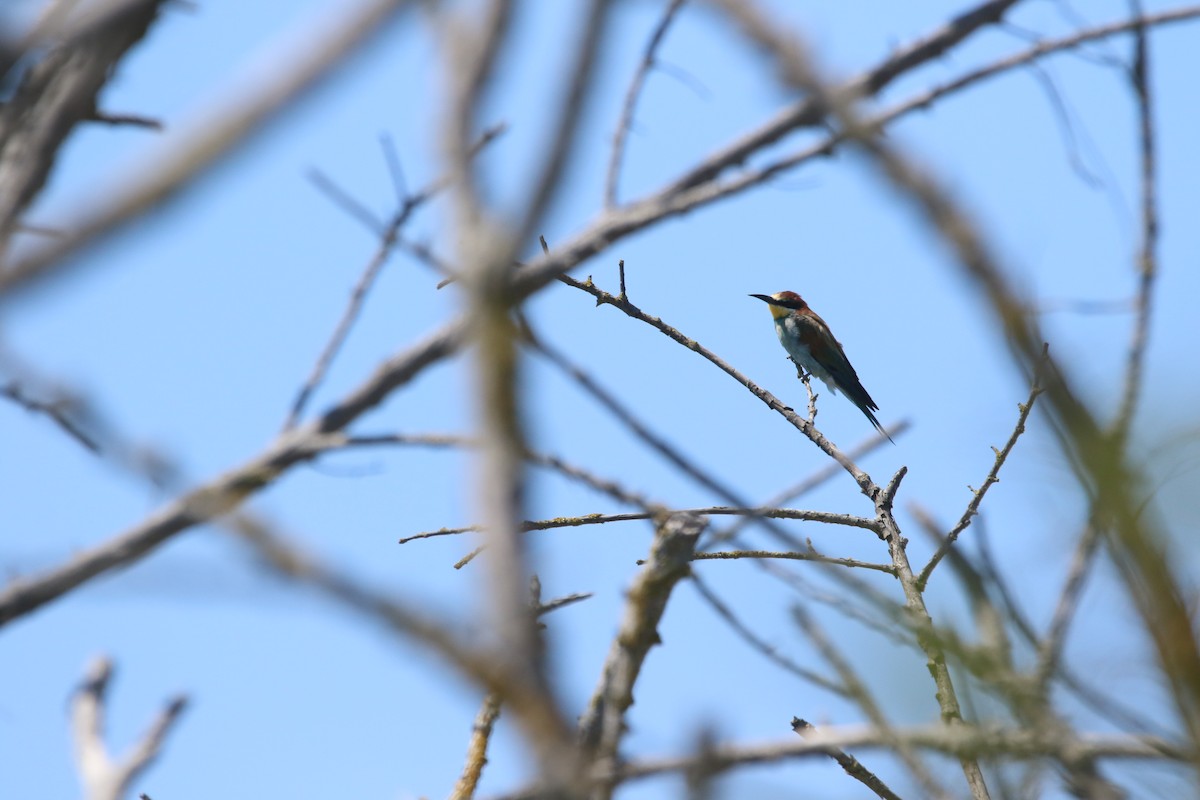 Шарга зөгийч - ML626168518