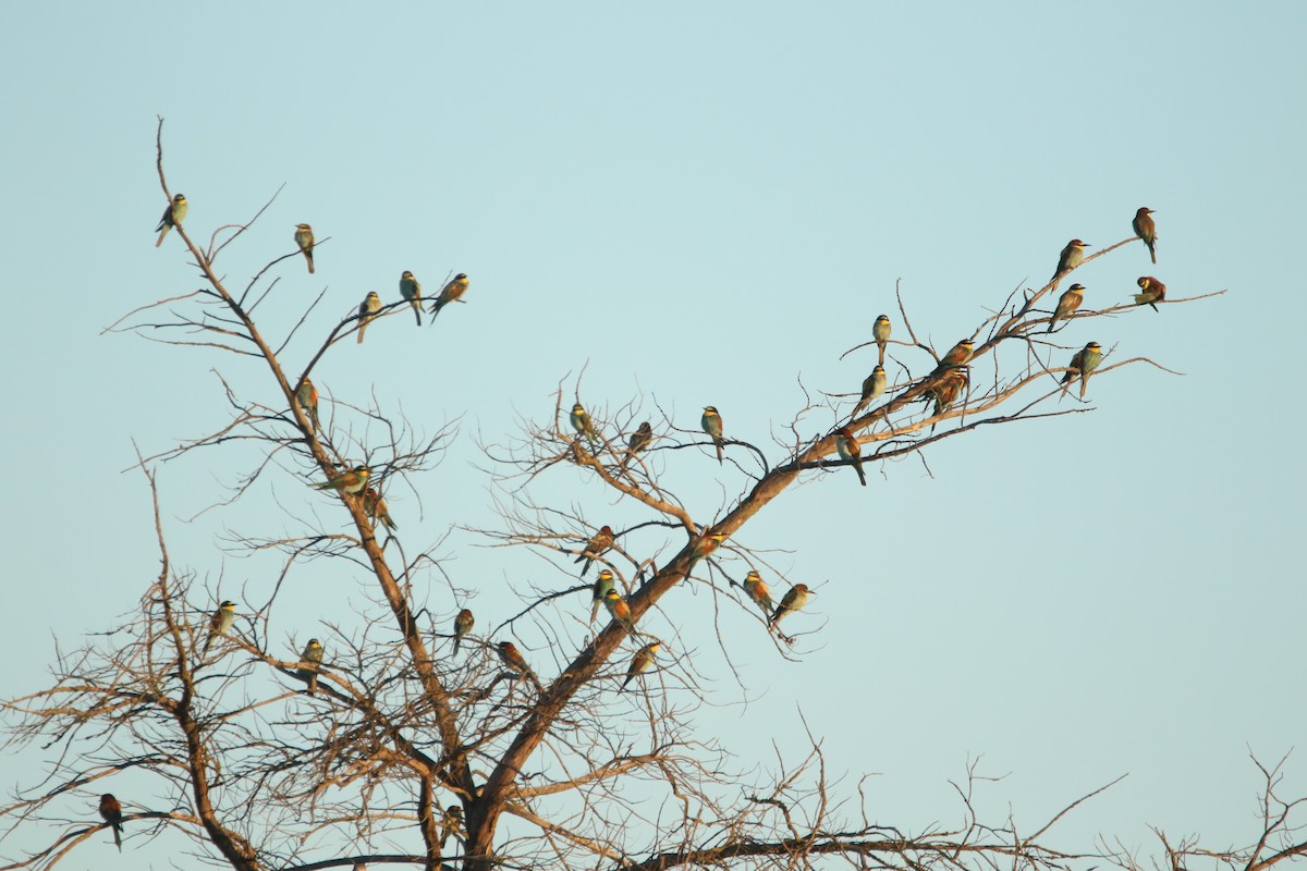 Шарга зөгийч - ML626168519