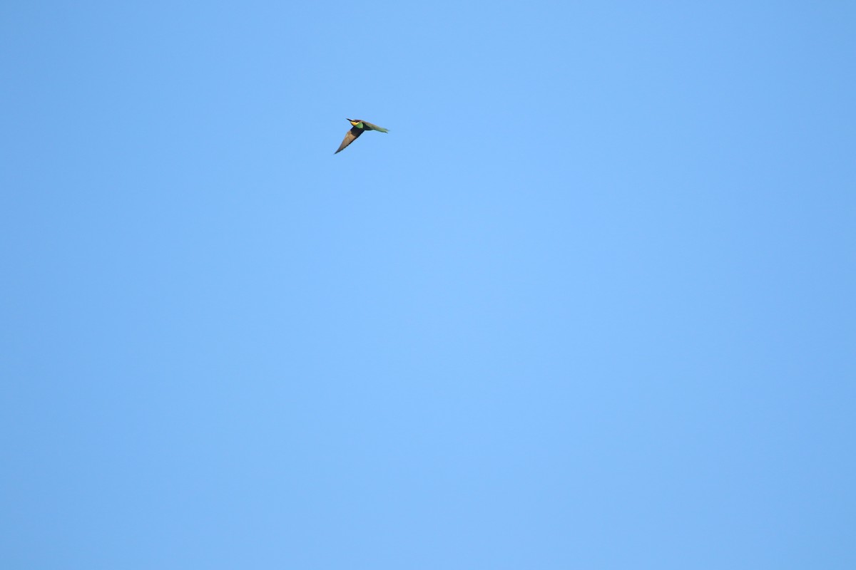 Шарга зөгийч - ML626168520